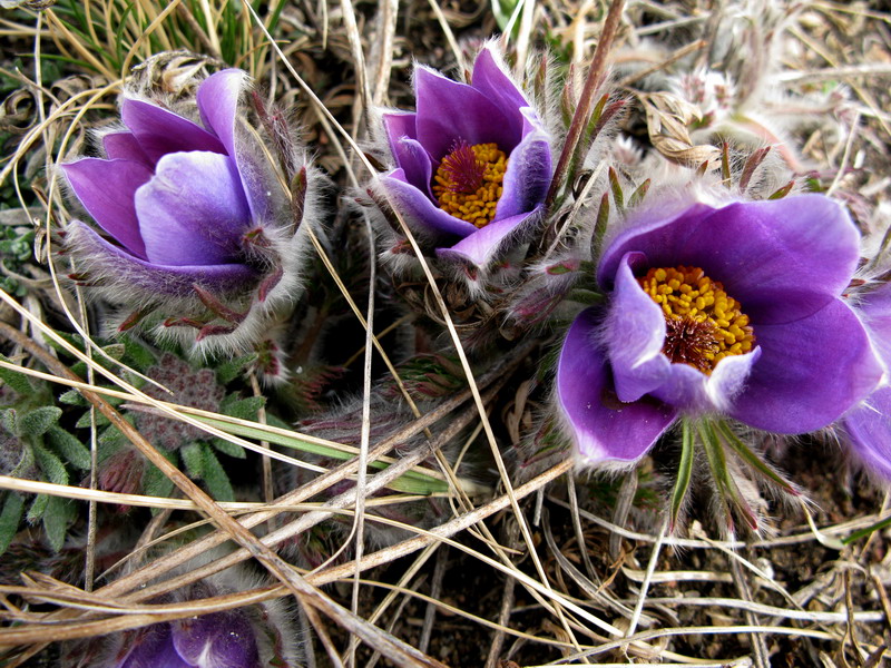 Image of Pulsatilla turczaninovii specimen.