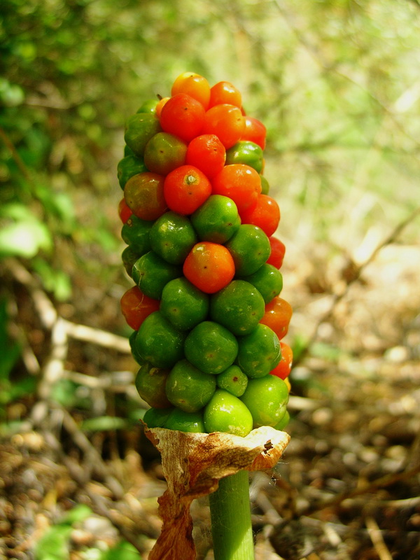 Image of Arum korolkowii specimen.