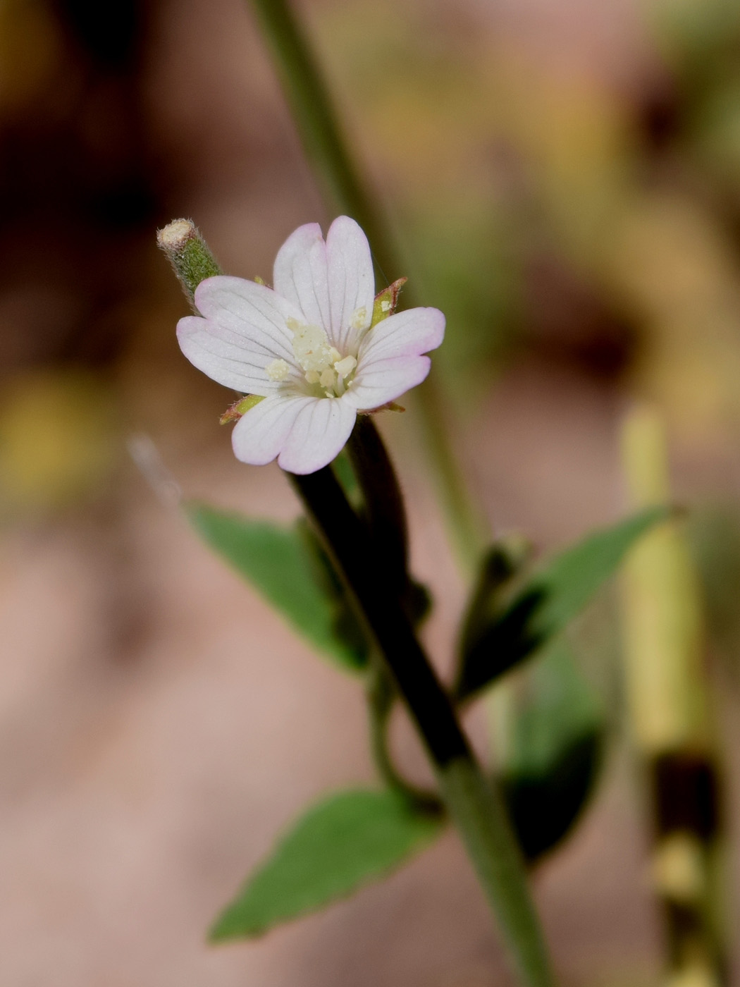 Image of Epilobium cylindricum specimen.