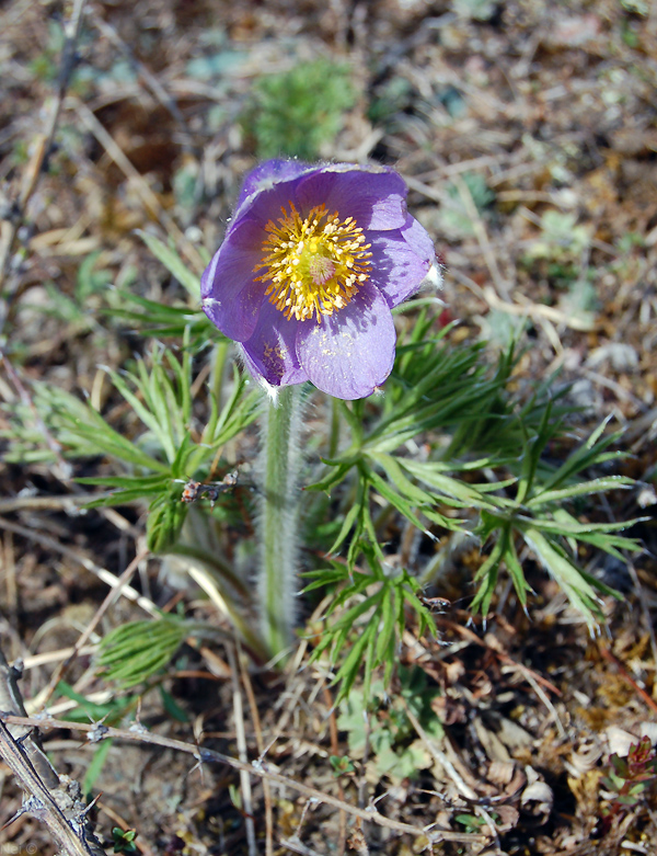 Image of Pulsatilla patens specimen.