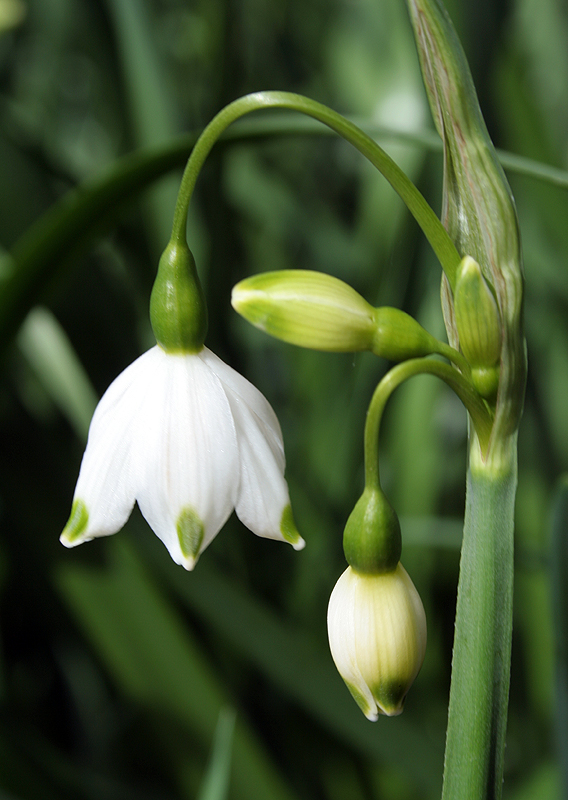 Image of Leucojum aestivum specimen.