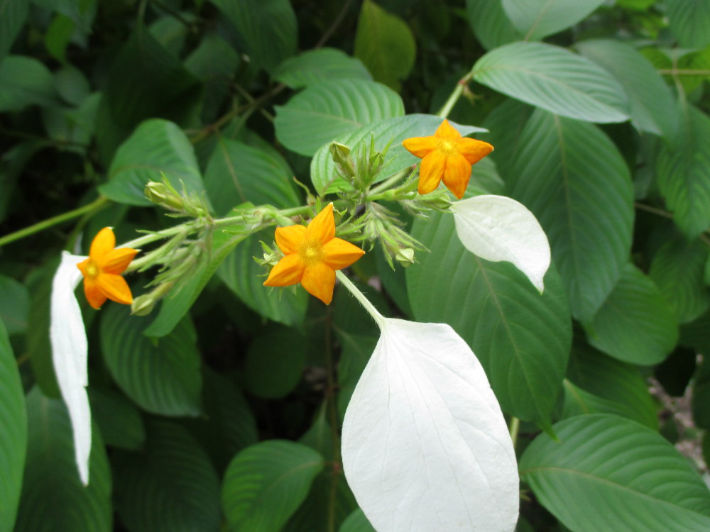 Image of Mussaenda frondosa specimen.