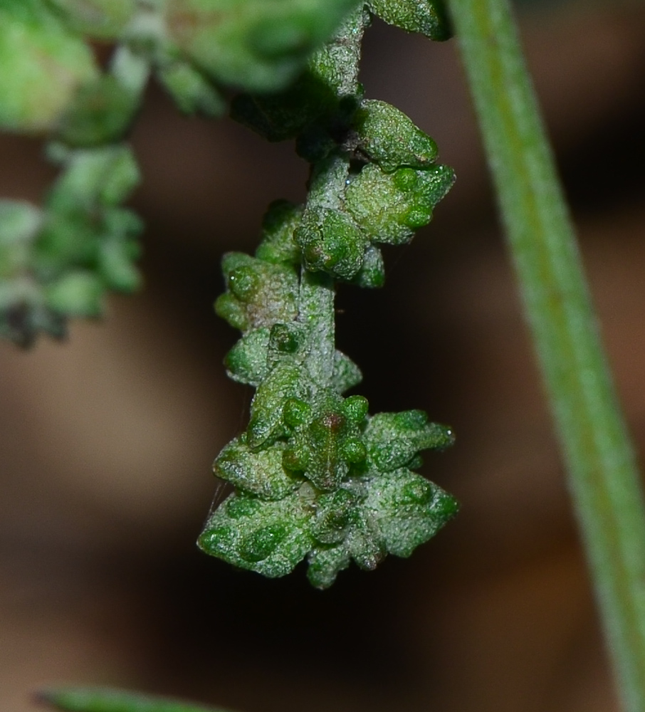 Image of Atriplex davisii specimen.