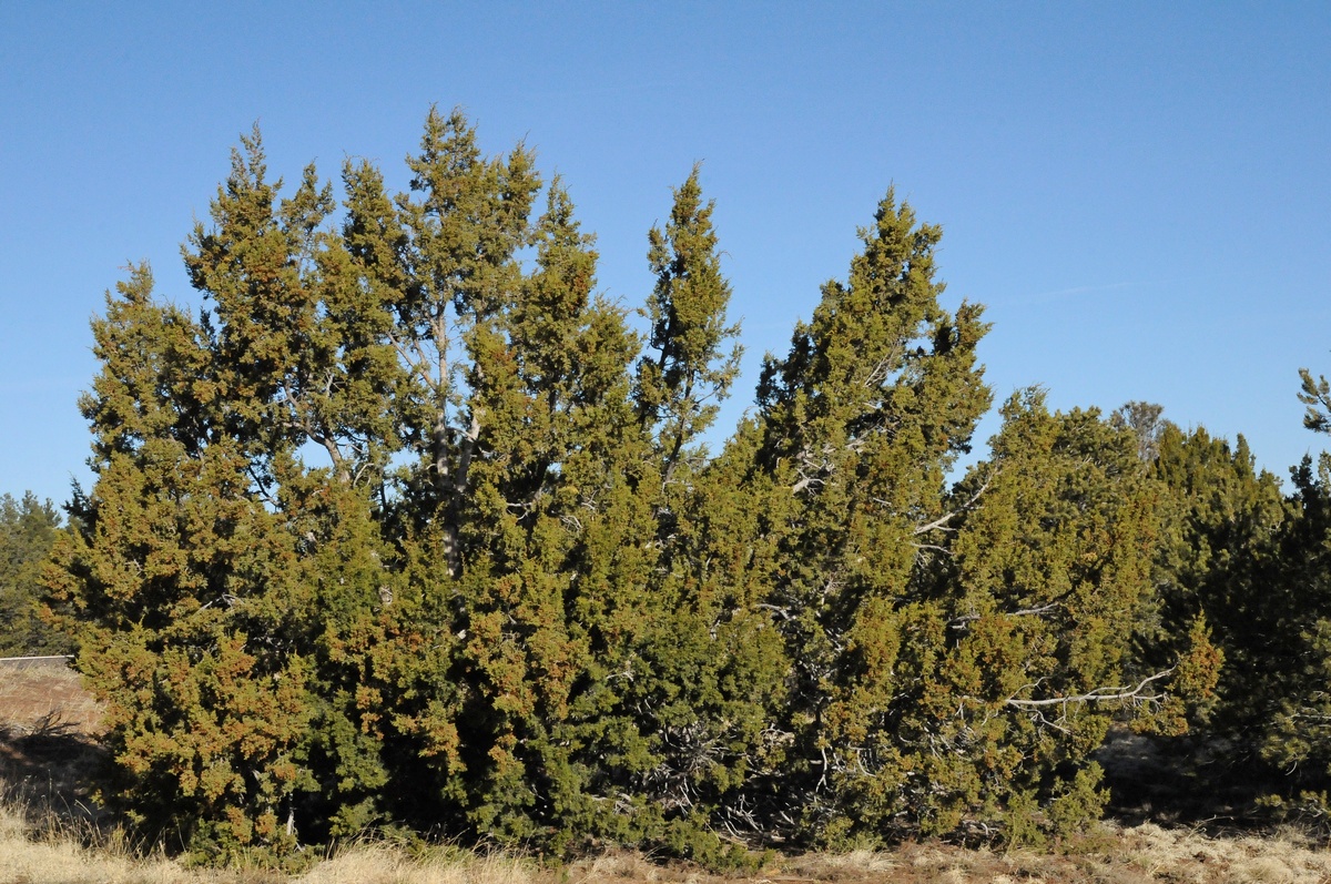 Изображение особи Juniperus osteosperma.