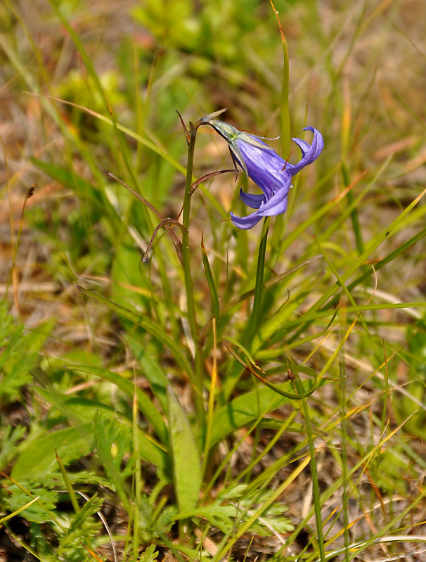 Image of Campanula turczaninovii specimen.