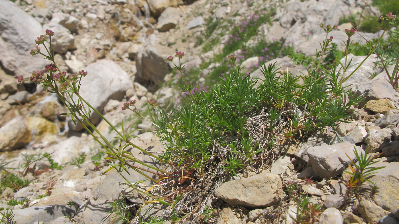 Изображение особи Asperula supina.