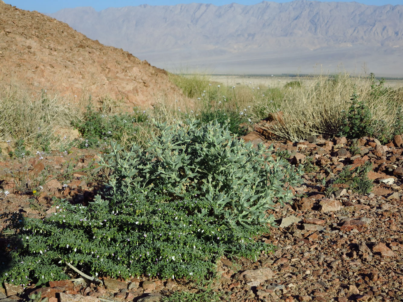 Image of Morettia parviflora specimen.