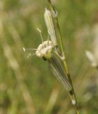 Silene alexandrae. Цветок и бутон. Восточный Казахстан, Кокпектинский р-н, 25 км в горы от с. Пантелеймоновка, 1000 м н.у.м., каменистая сопка. 17.07.2015.