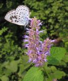 Agastache rugosa