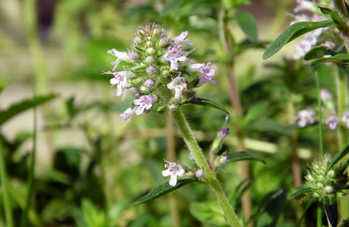 Изображение особи Thymus marschallianus.