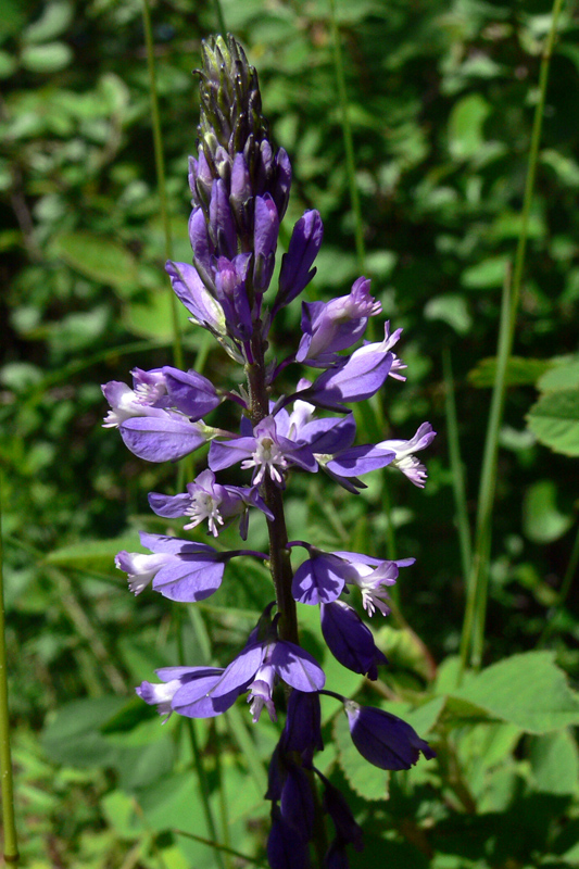 Image of Polygala wolfgangiana specimen.