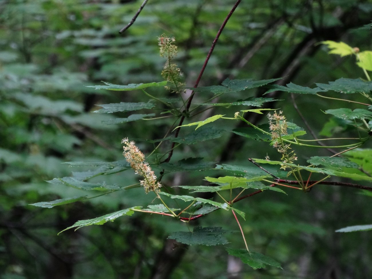 Image of Acer ukurunduense specimen.