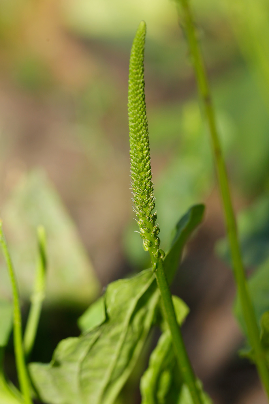 Изображение особи Plantago major.