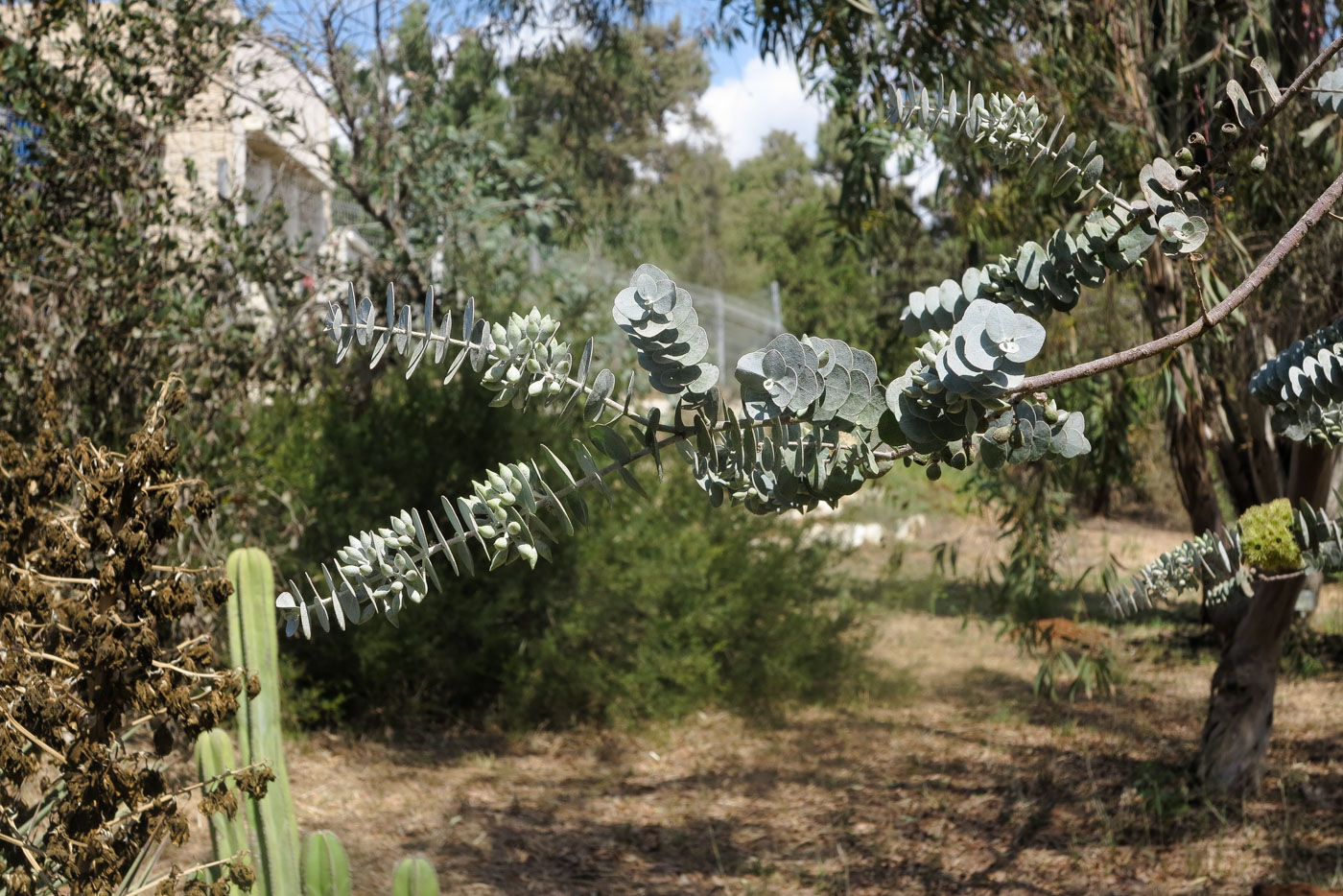 Image of Eucalyptus kruseana specimen.