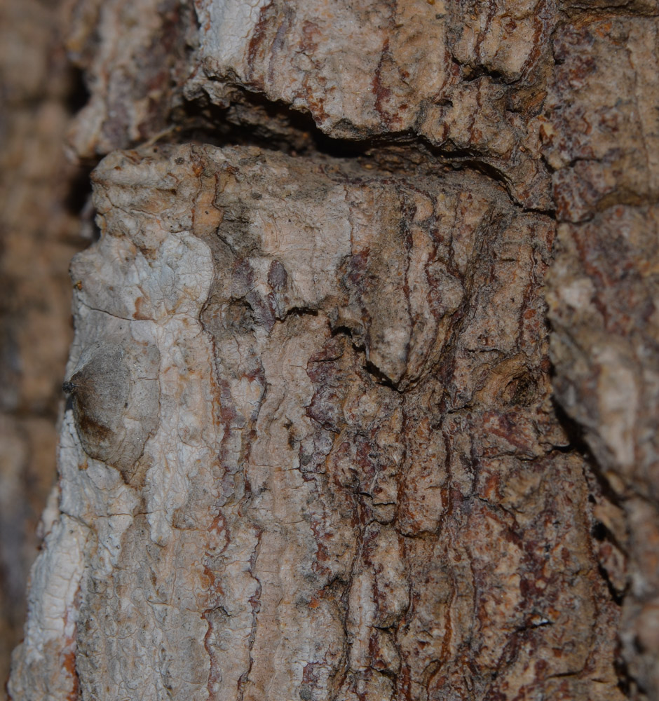 Image of Erythrina abyssinica specimen.