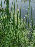 Eleocharis palustris. Цветущие растения в прибрежной зоне небольшого пруда. Нидерланды, провинция Гронинген, Харен. 10 июня 2007 г.