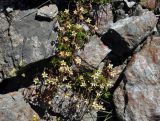 Saxifraga adenophora