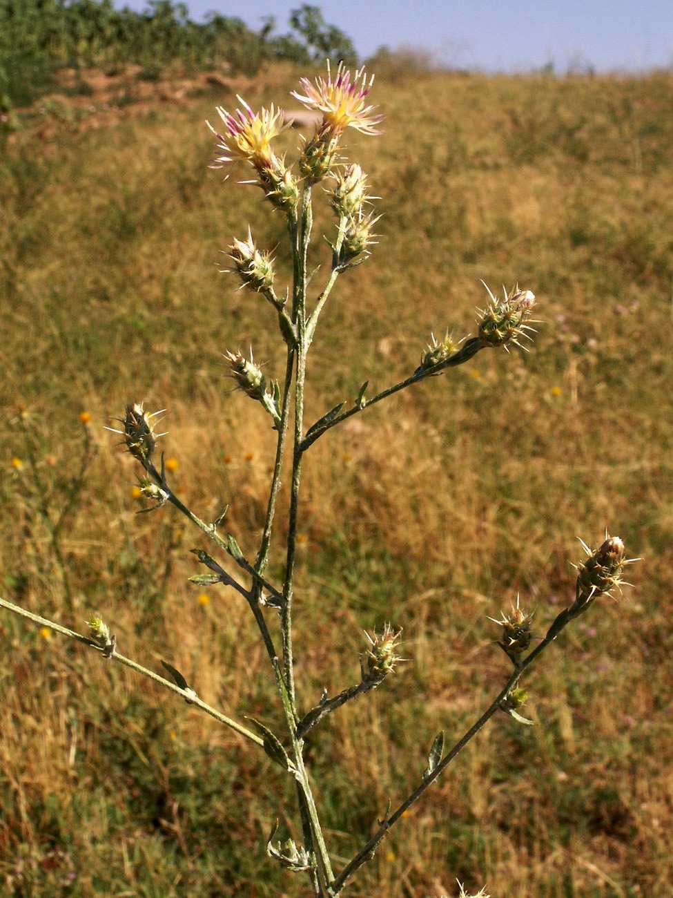 Image of Centaurea pseudosquarrosa specimen.