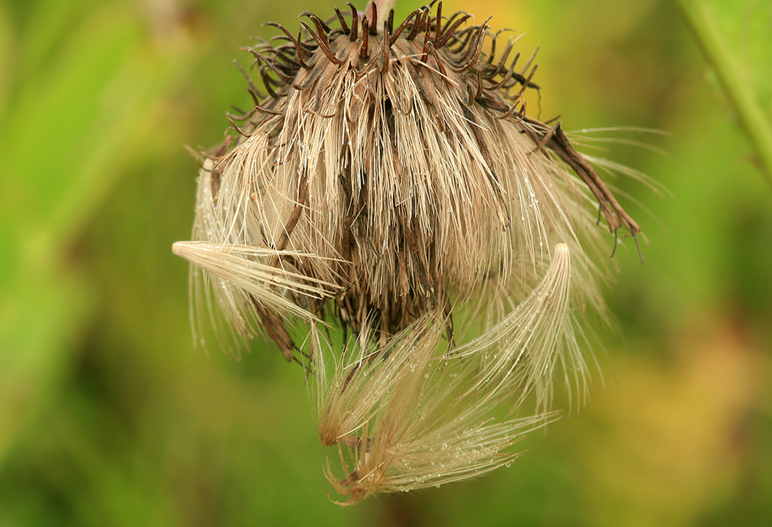 Image of Cirsium weyrichii specimen.