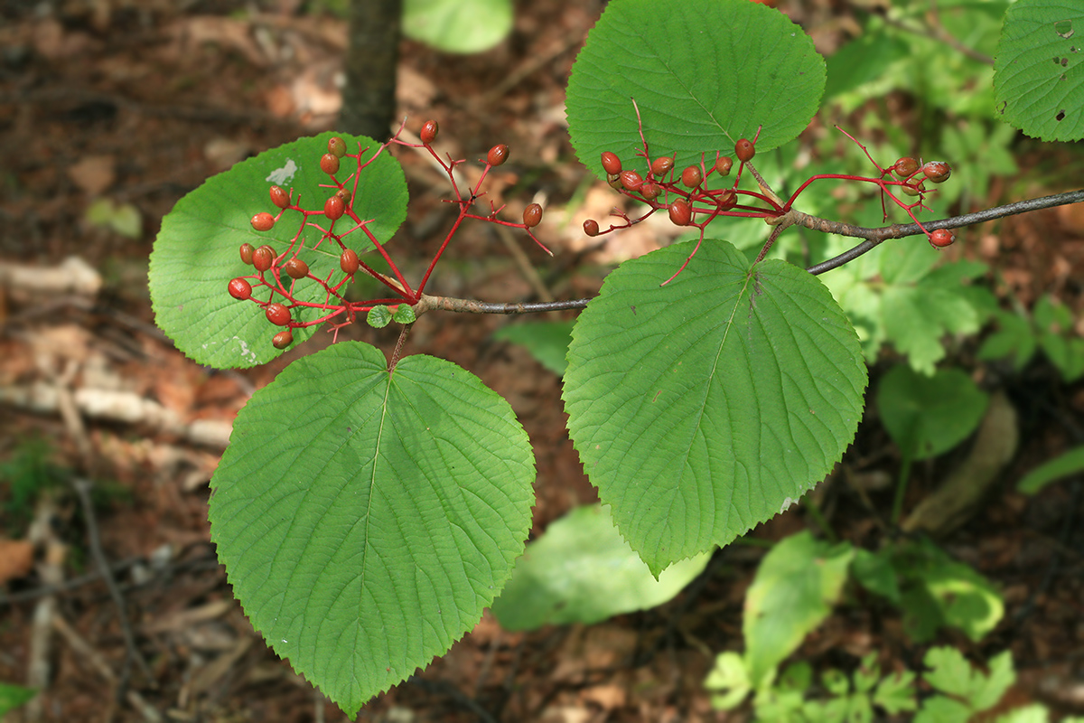 Image of Viburnum furcatum specimen.