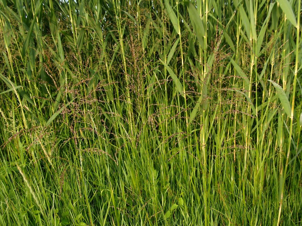 Изображение особи семейство Poaceae.