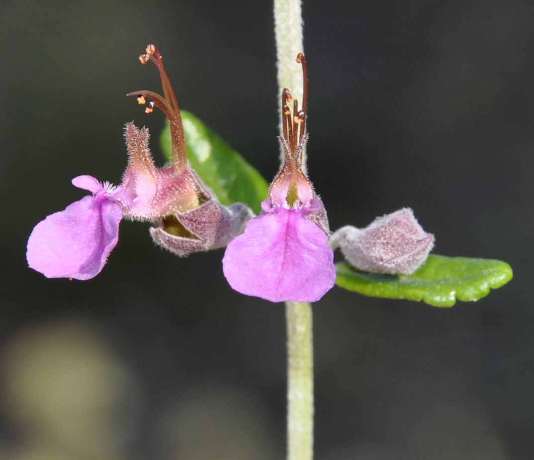 Изображение особи Teucrium divaricatum.