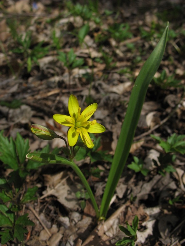 Image of genus Gagea specimen.