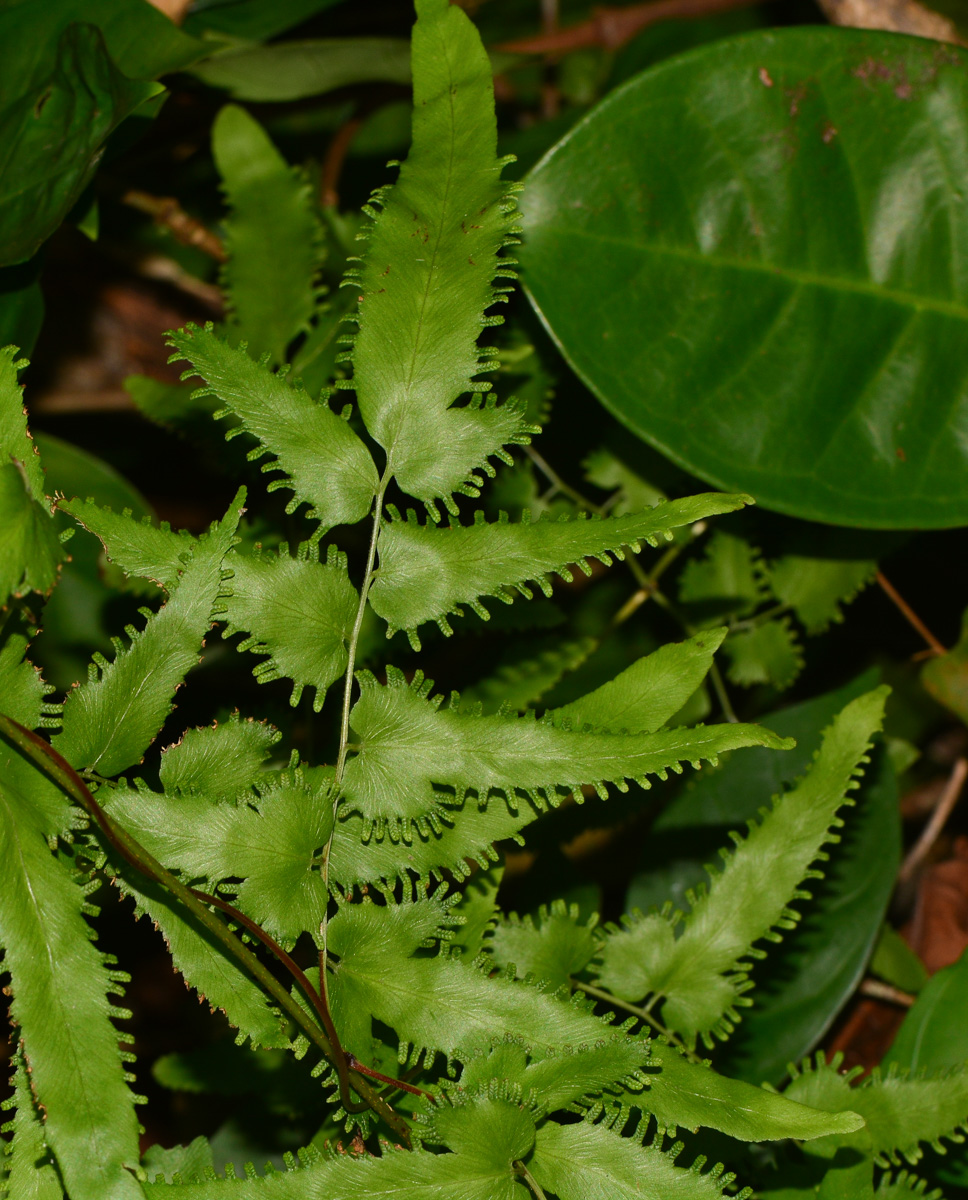 Image of Lygodium polystachyum specimen.