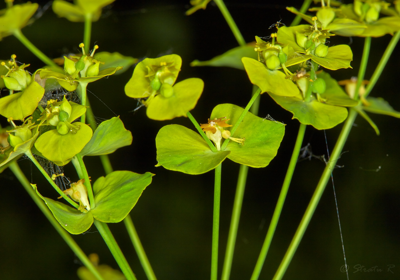 Изображение особи Euphorbia virgata.