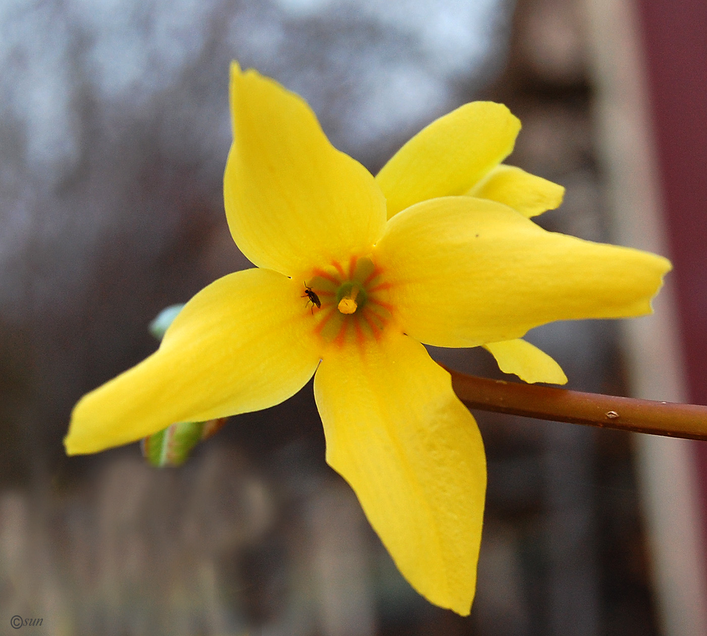 Изображение особи род Forsythia.