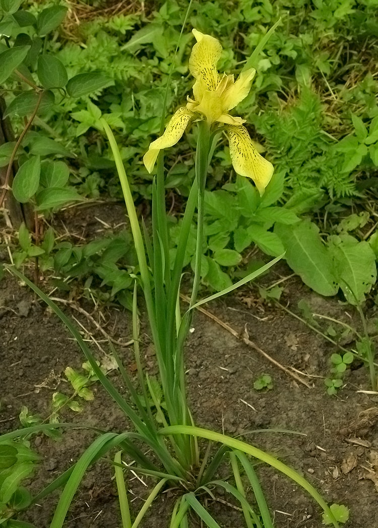 Image of Iris forrestii specimen.
