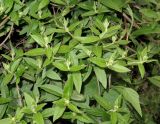Смотреть изображение Lonicera acuminata