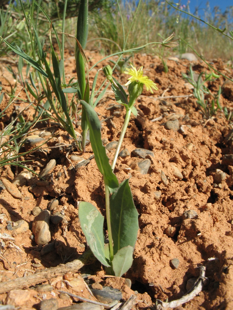 Изображение особи Heteracia szovitsii.