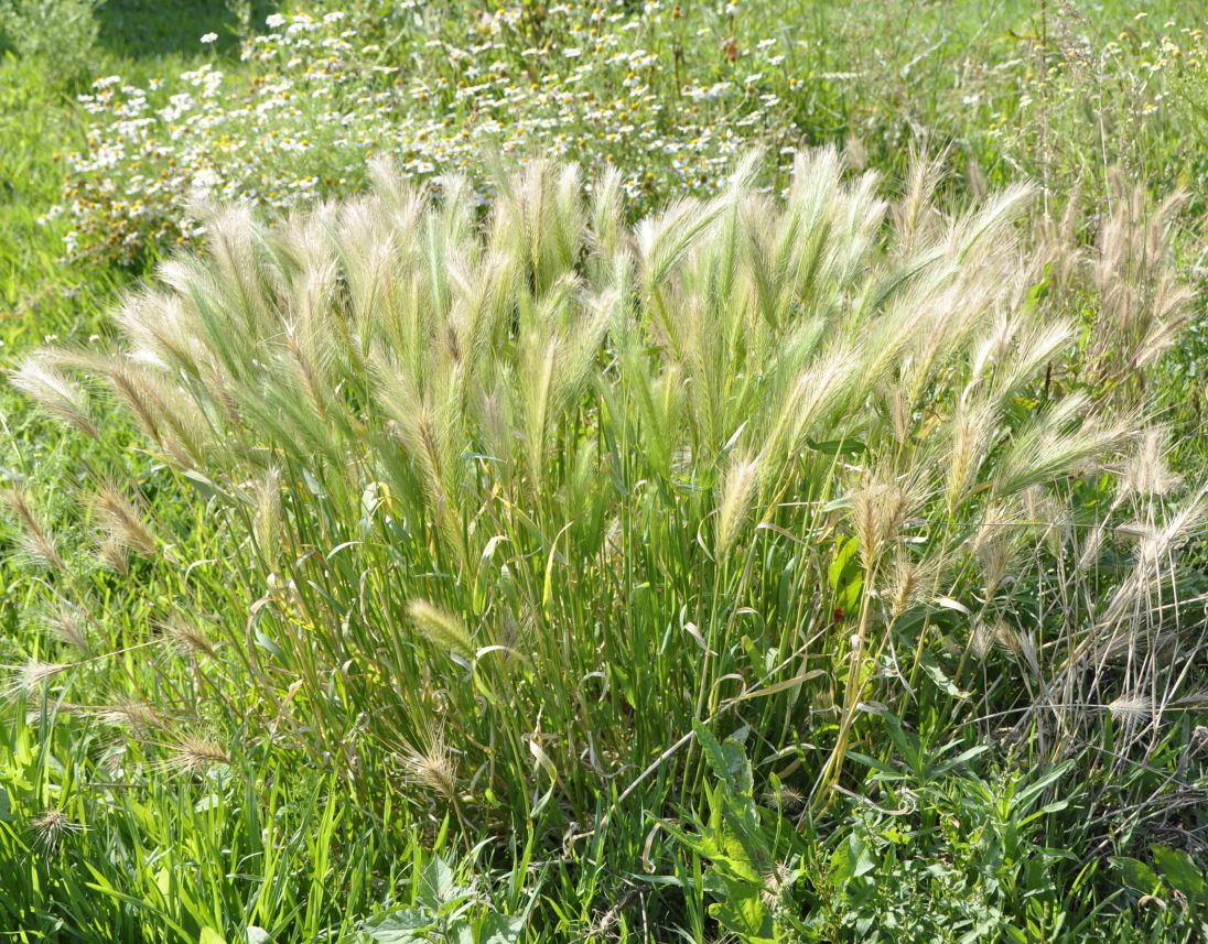 Image of genus Hordeum specimen.