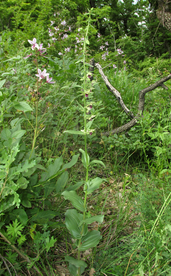 Image of Epipactis helleborine specimen.