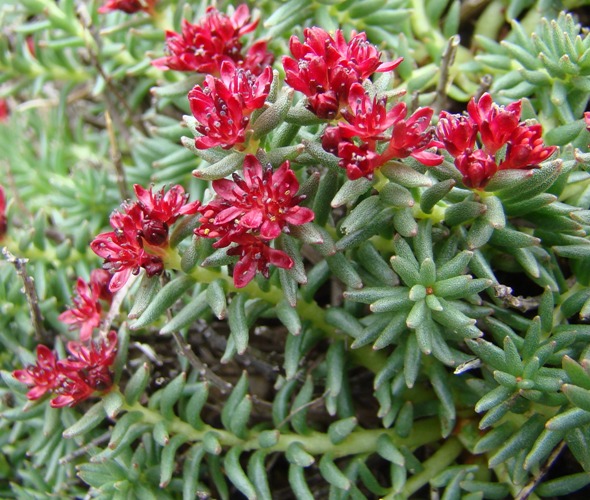 Изображение особи Rhodiola coccinea.