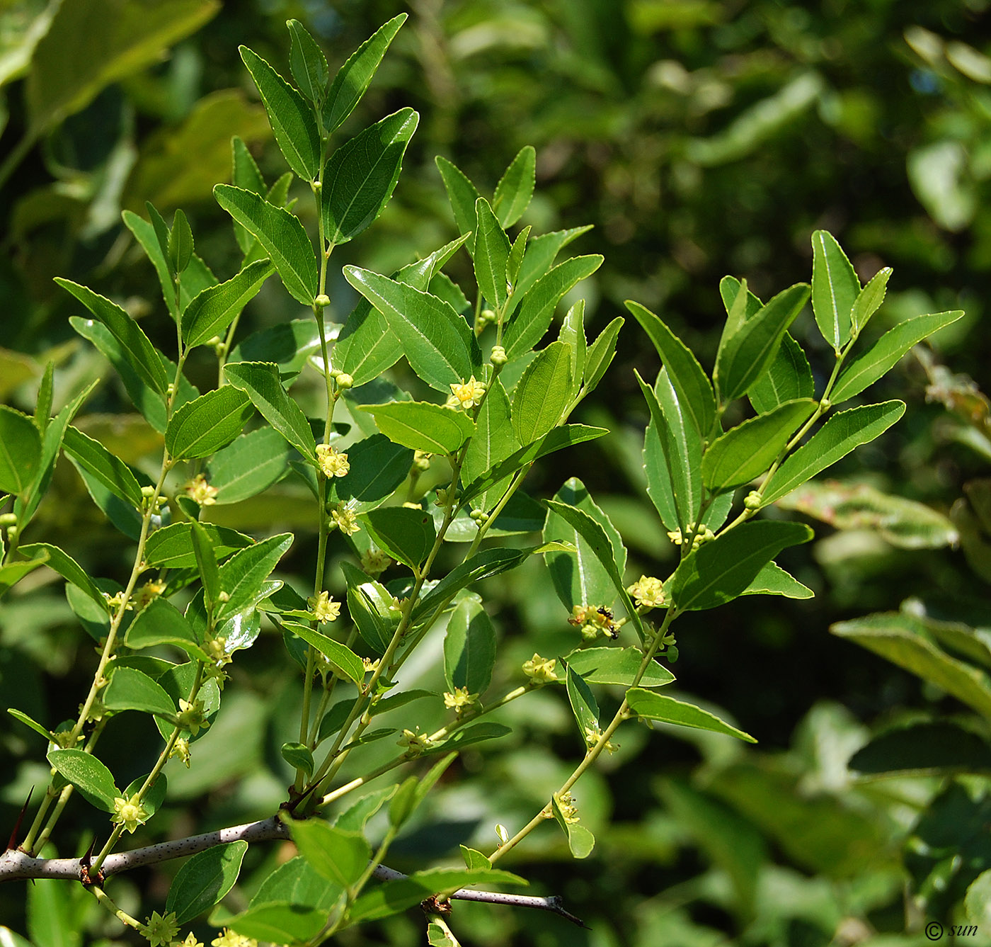 Image of Ziziphus jujuba specimen.