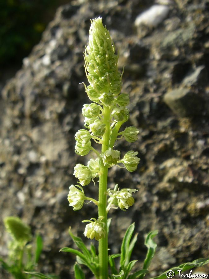 Image of Reseda lutea specimen.