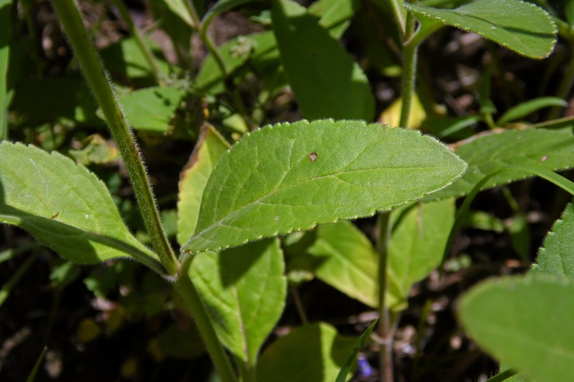 Image of Veronica spicata specimen.