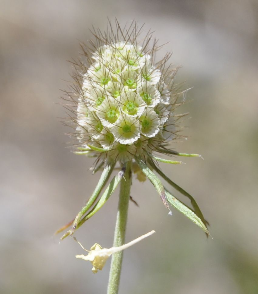 Image of Scabiosa balcanica specimen.