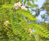 Robinia × ambigua