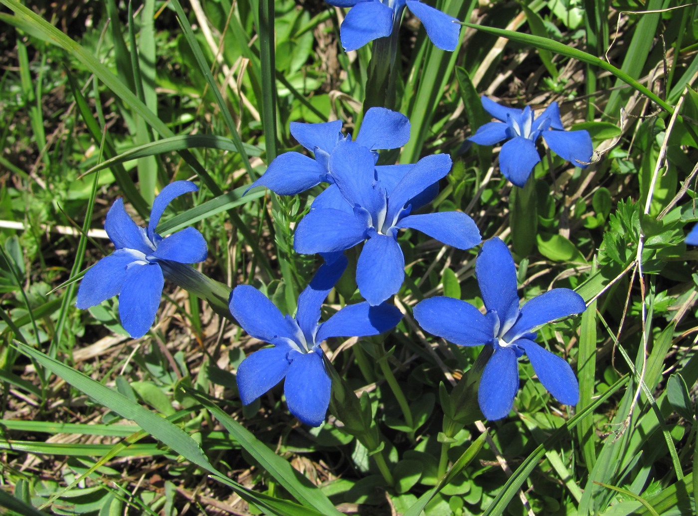 Image of Gentiana angulosa specimen.