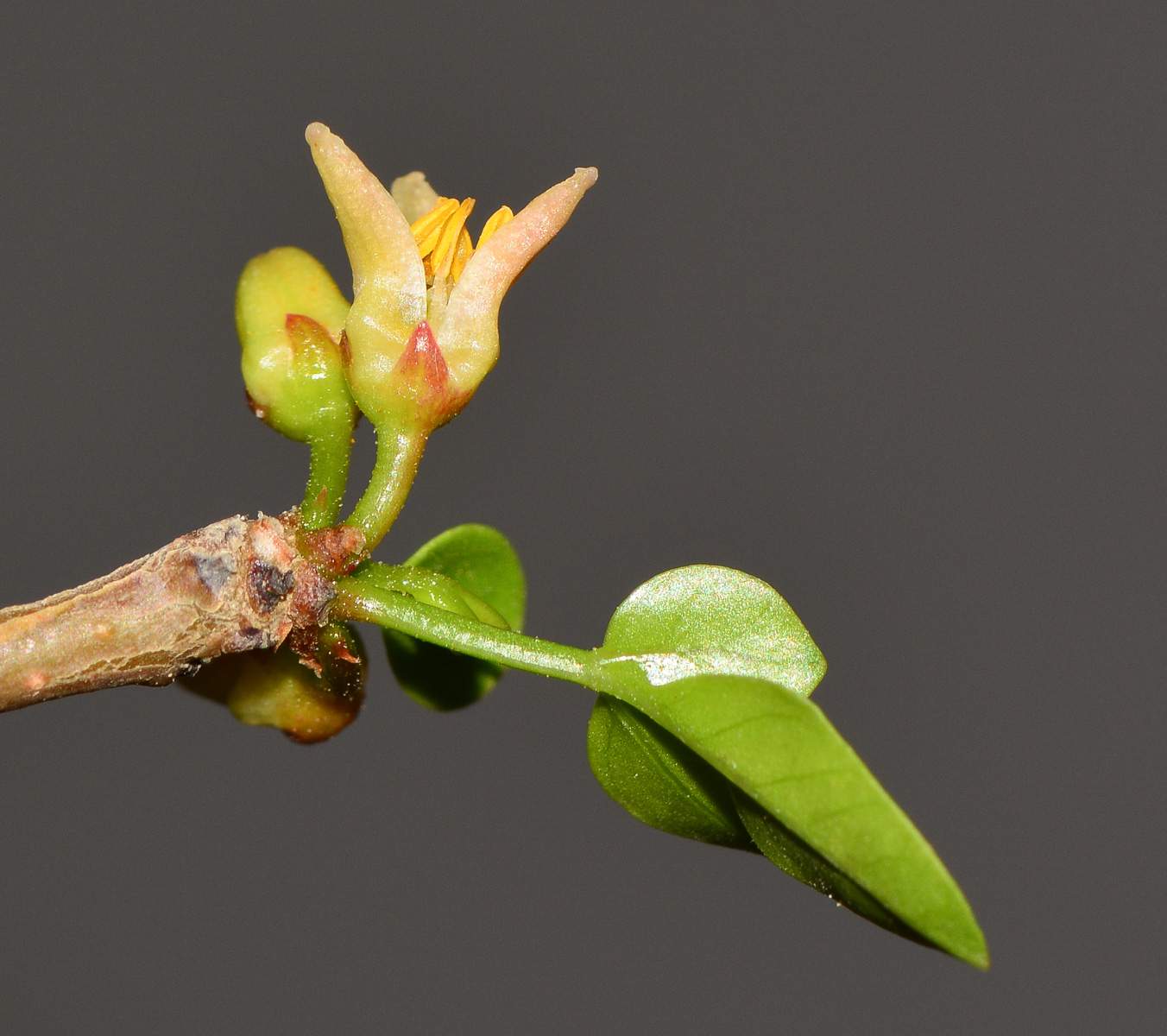 Изображение особи Commiphora gileadensis.