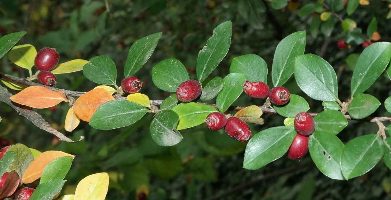 Изображение особи род Cotoneaster.