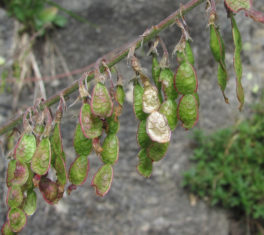 Изображение особи Hedysarum caucasicum.