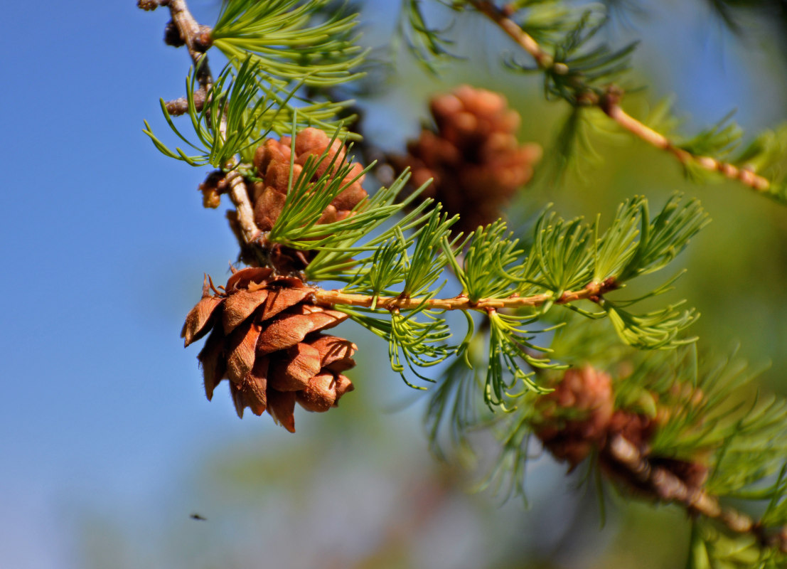 Image of Larix sibirica specimen.