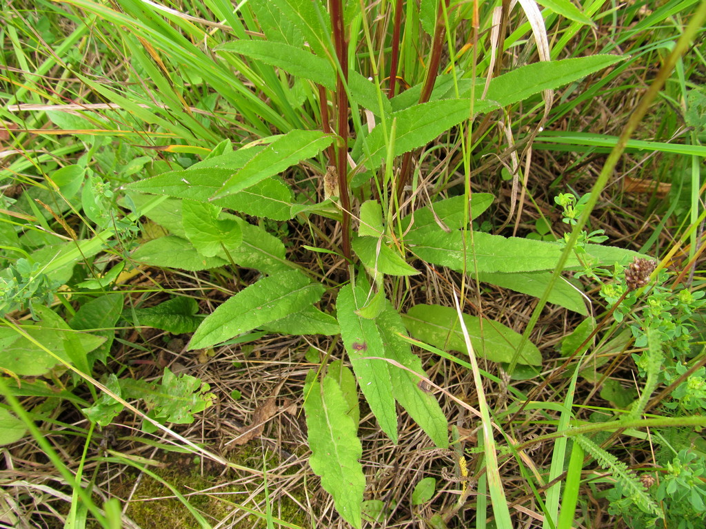 Image of Campanula glomerata specimen.