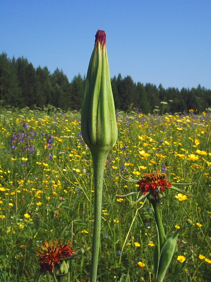 Изображение особи Tragopogon sibiricus.