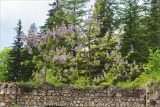 Paulownia tomentosa. Цветущие растения на старой разрушающейся каменной стене. Грузия, край Имеретия, Хонийский муниципалитет, окр. с. Зеда-Горди, выс. 640 м н.у.м., парк Дадиани. 08.05.2017.