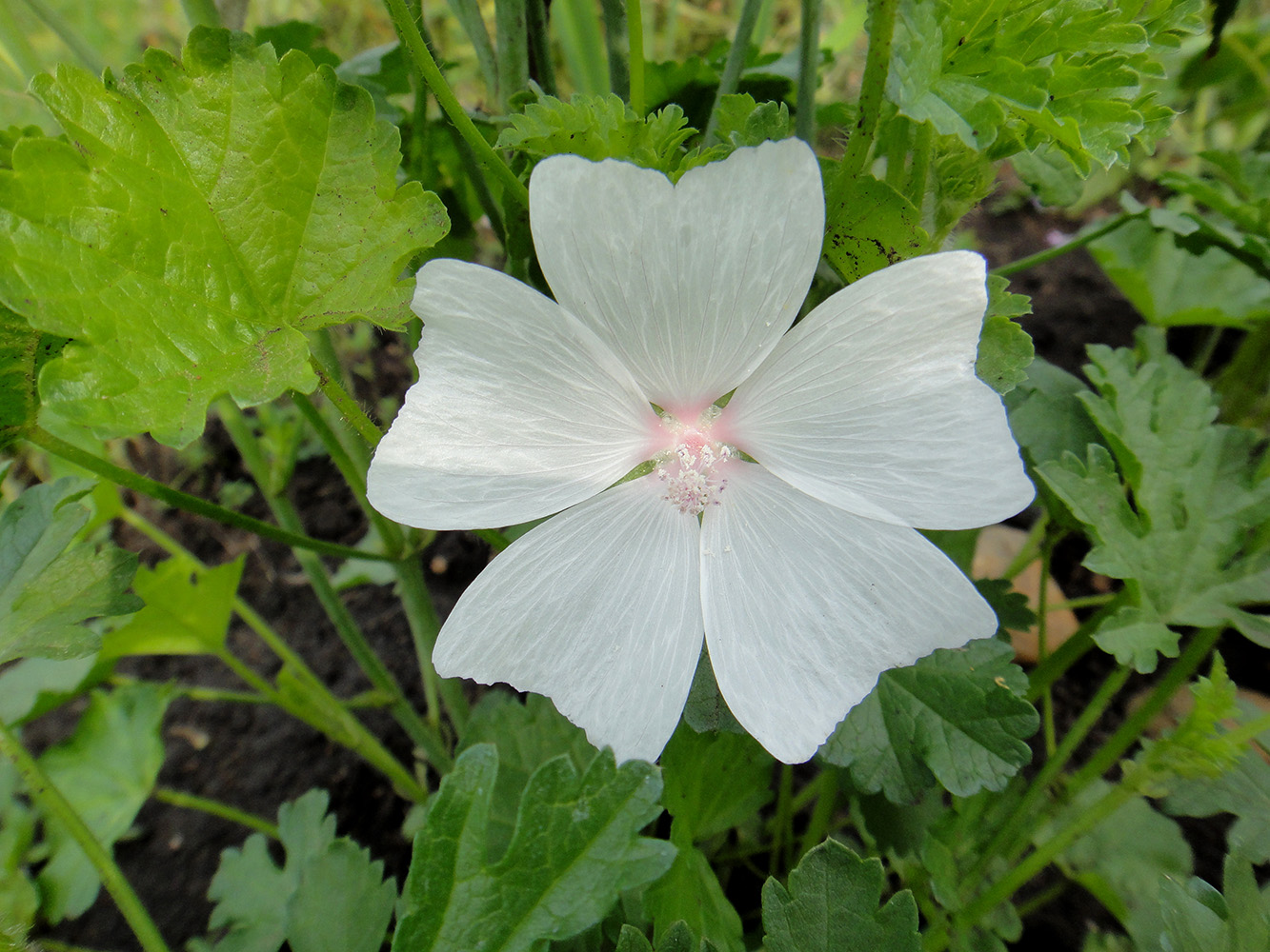 Изображение особи Malva moschata.